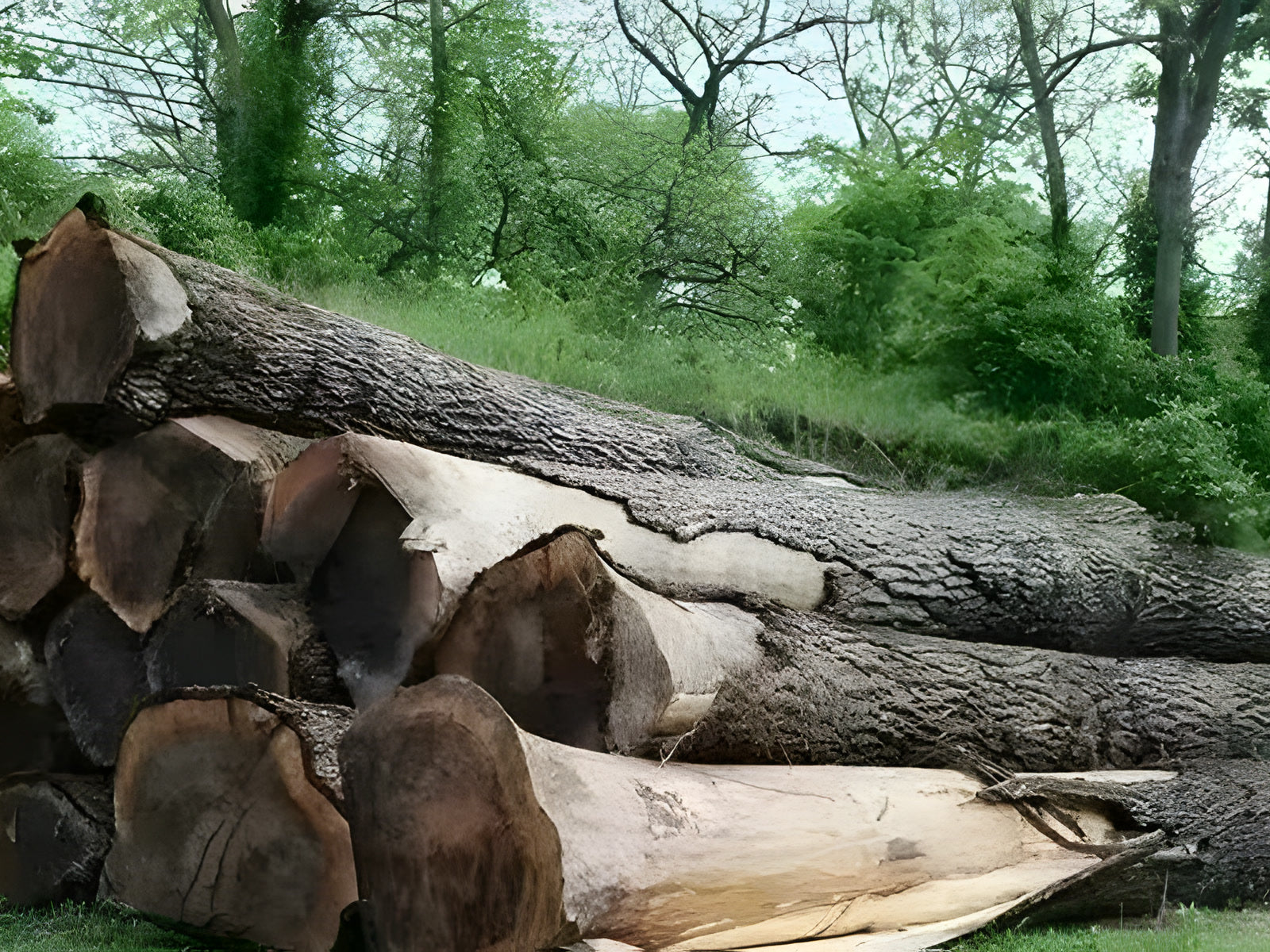 Black walnut lumber cut at the saw