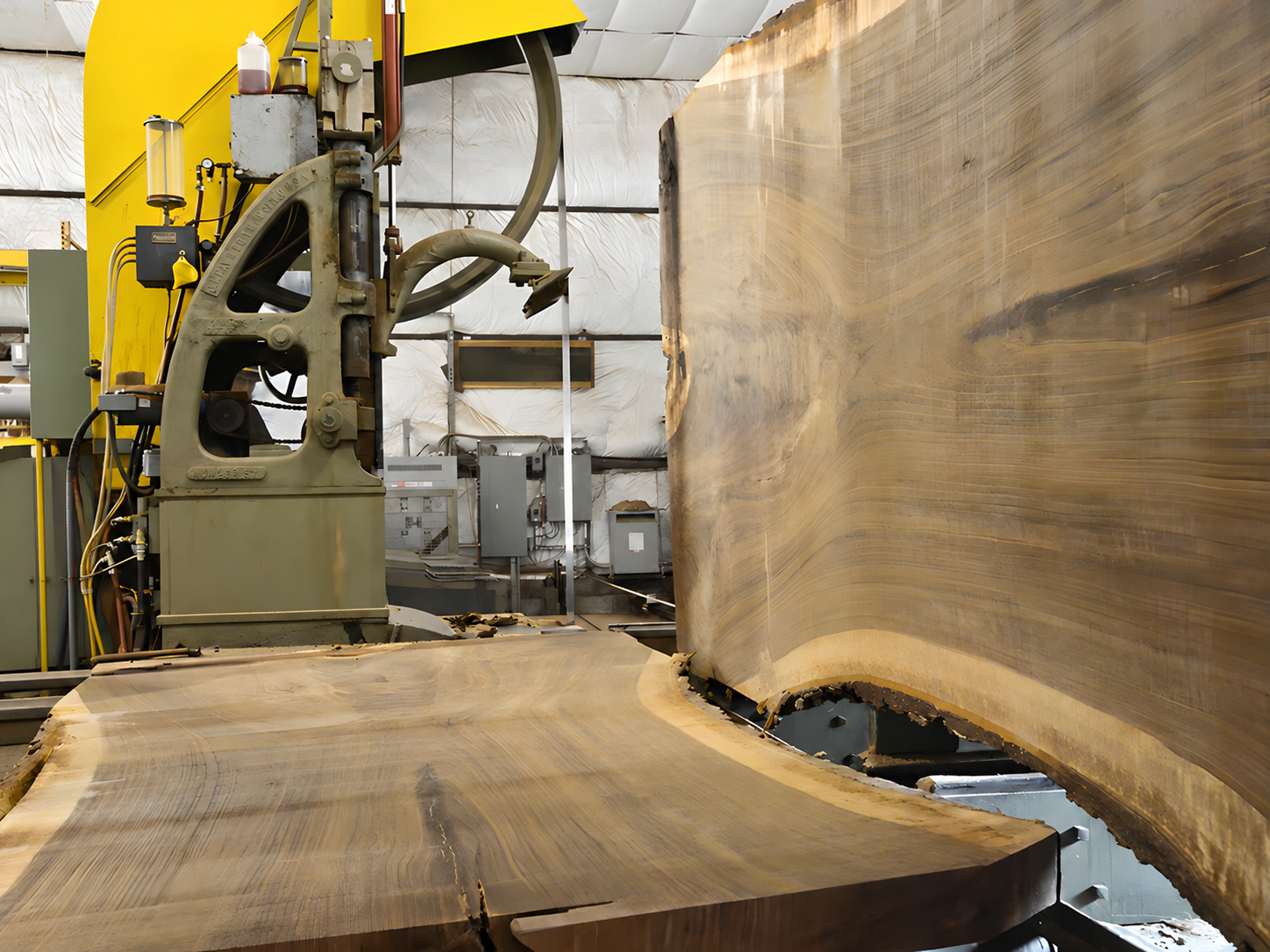 Close view of freshly cut walnut wood